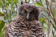 Powerful Owl (Ninox strenua)